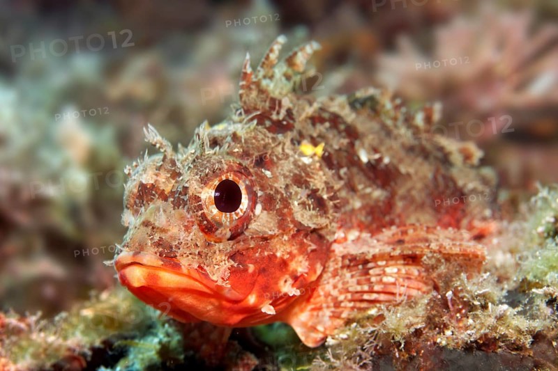 Black scorpionfish
