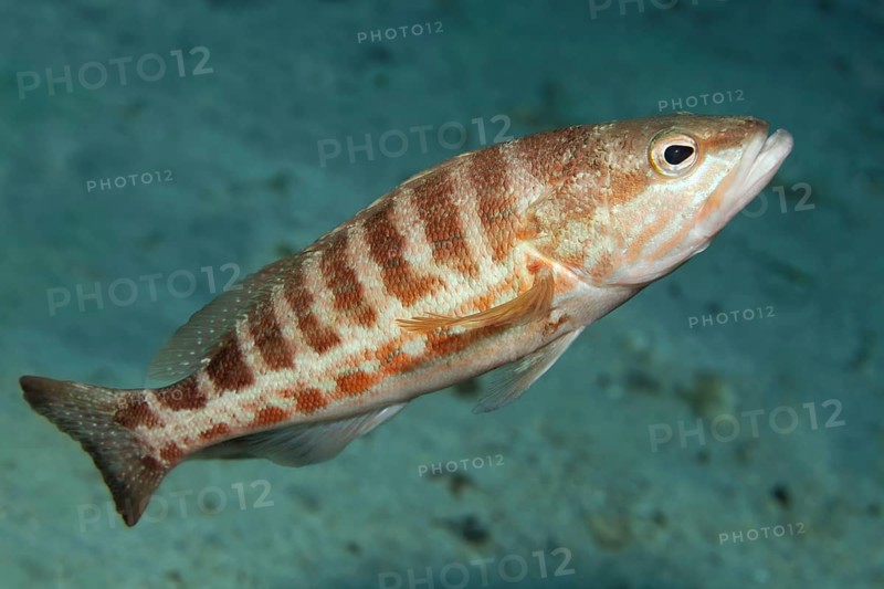 Comber (Serranus cabrilla)