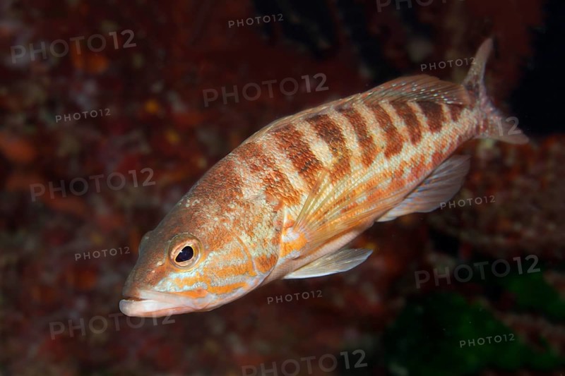 Comber (Serranus cabrilla)