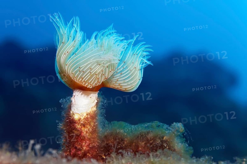 Protula tubularia (Protula Tubularia)