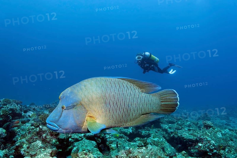 Diver observing humphead wrasse (Cheilinus undulatus)