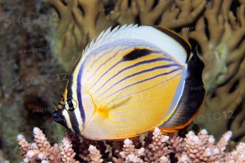 Blacktail butterflyfish (Chaetodon austriacus) floats over Acropora Coral (Acroporidae)