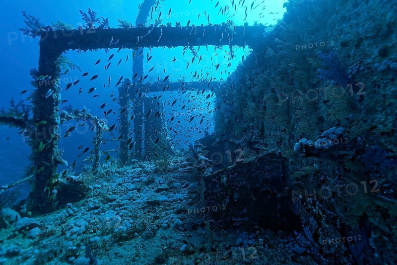Overgrown shipwreck of the Numidia