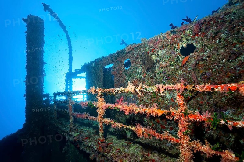 Overgrown shipwreck of the Numidia