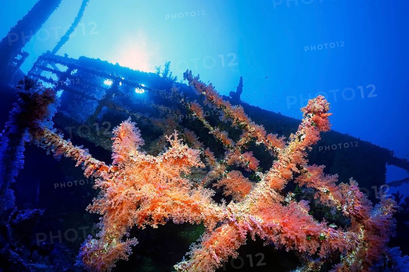 Overgrown shipwreck of the Numidia