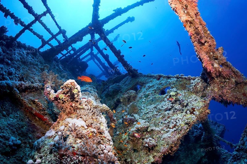 Overgrown shipwreck of the Numidia
