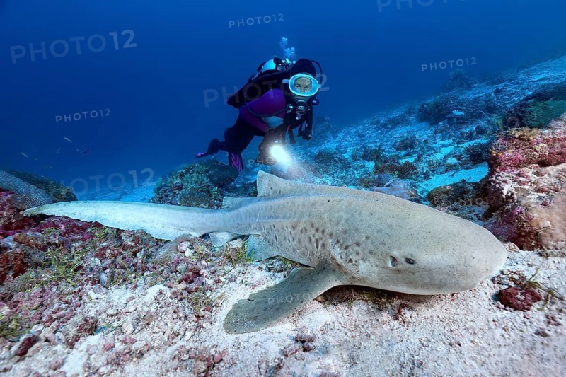 Diver observes zebra shark (Stegostoma fasciatum)