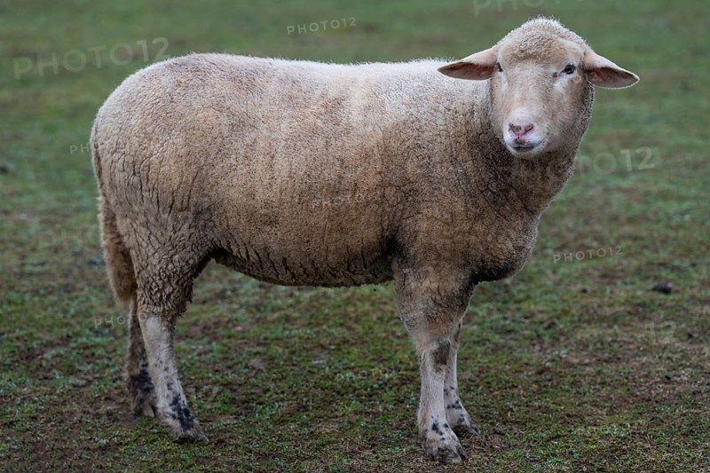Domestic sheep (Ovis orientalis aries) in a meadow