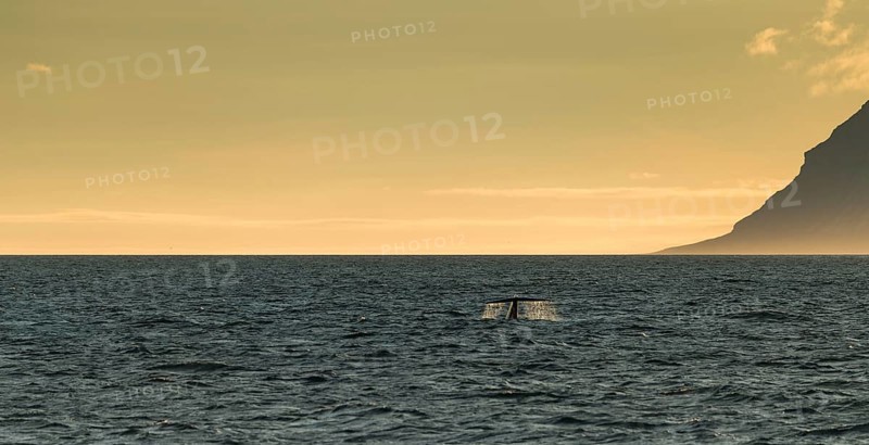 Blue whale (Balaenoptera musculus) diving down