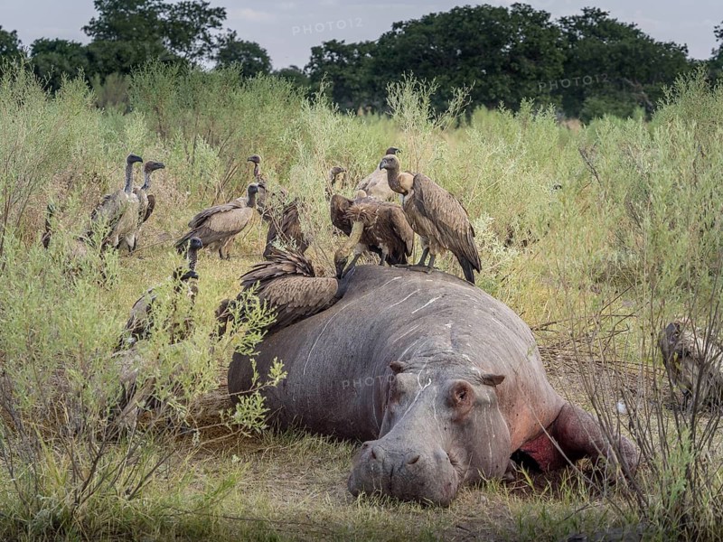 White-backed vulture (Gyps africanus) on dead Hippo (Hippopotamus amphibius)