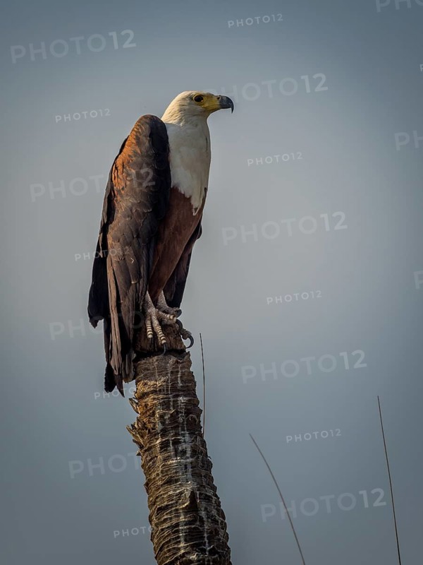 Western osprey on post (Pandion haliaetus)