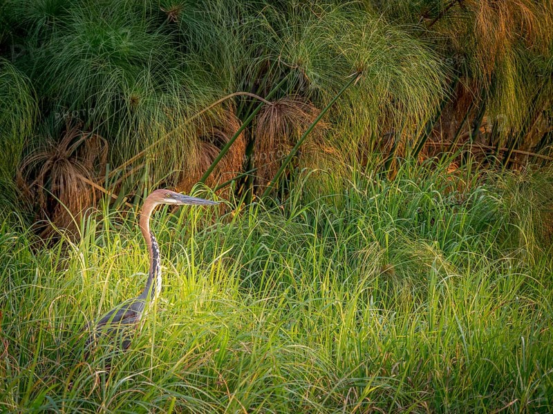 Goliath heron (Ardea goliath) in reed