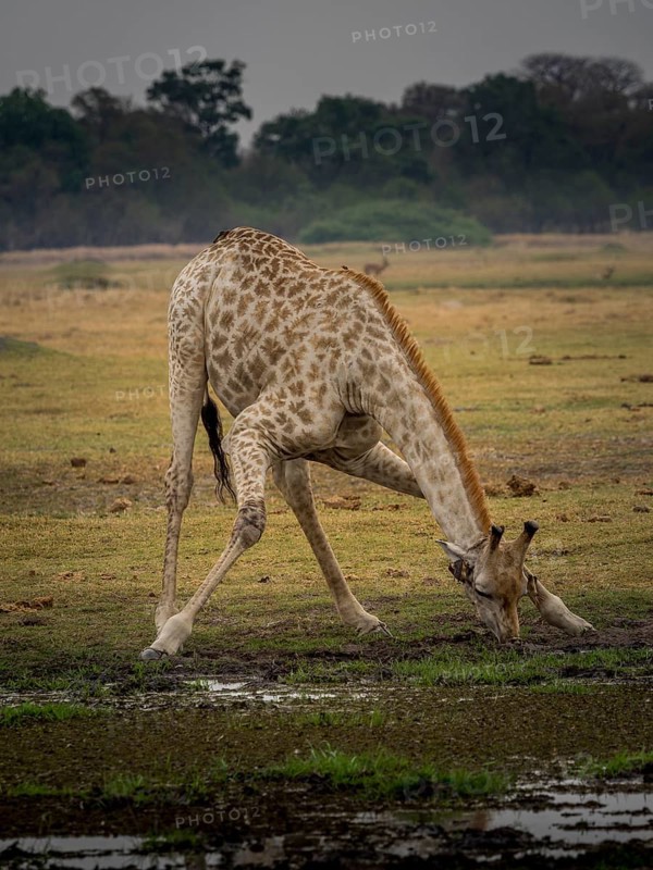 Giraffe (Giraffa camelopardalis giraffa) drinking