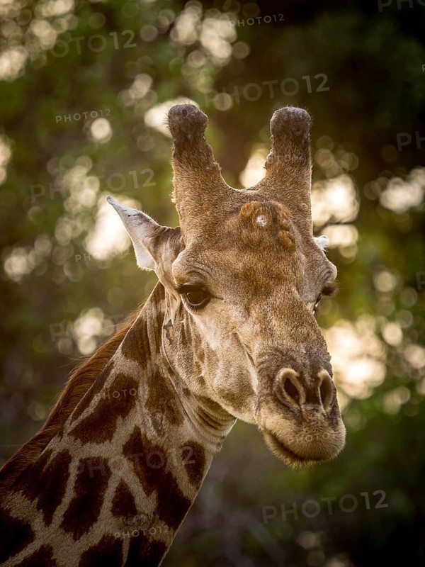 Giraffe (Giraffa camelopardalis)