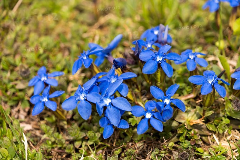 Spring Gentian (Gentiana verna)
