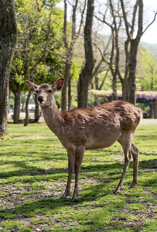 Sika deer (Cervus nippon) in Nara Park