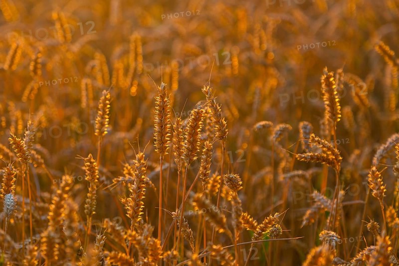 Ears of wheat (Triticum aestivum) in a wheat field in the evening