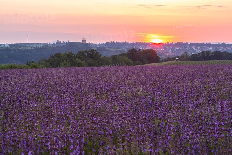 Sunrise over a field with flowering sage (salvia officinalis)