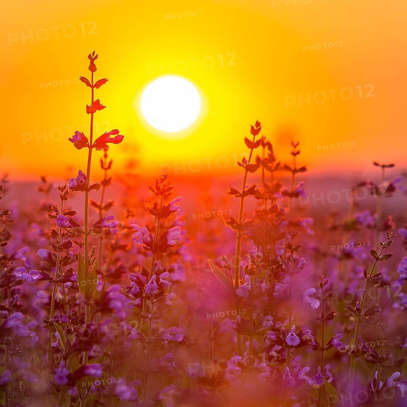 Sunrise over a field with flowering sage (salvia officinalis)
