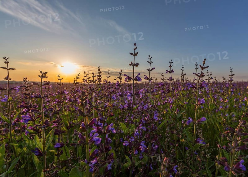Field with flowering sage (salvia officinalis)
