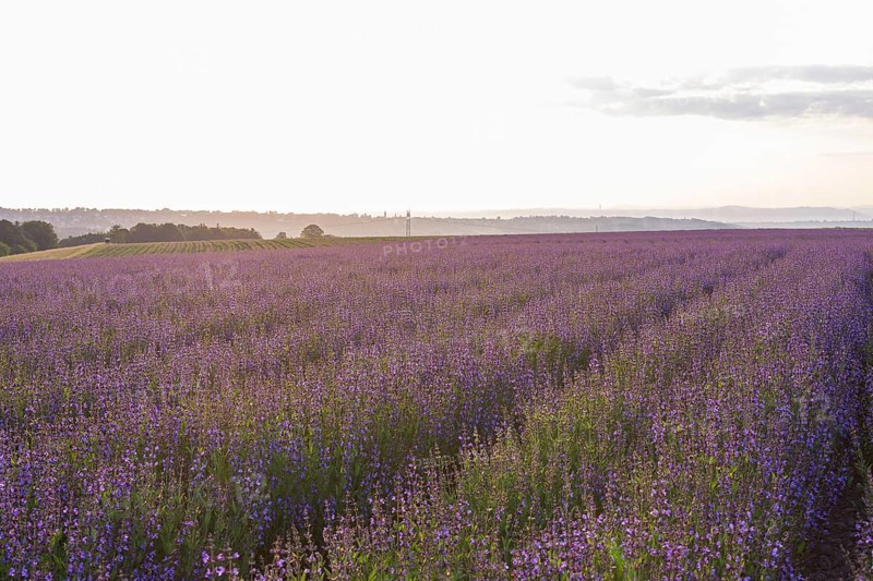 Field with flowering sage (salvia officinalis)