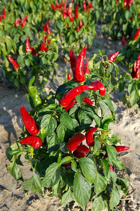 Chili Peppers (Capsicum annuum)