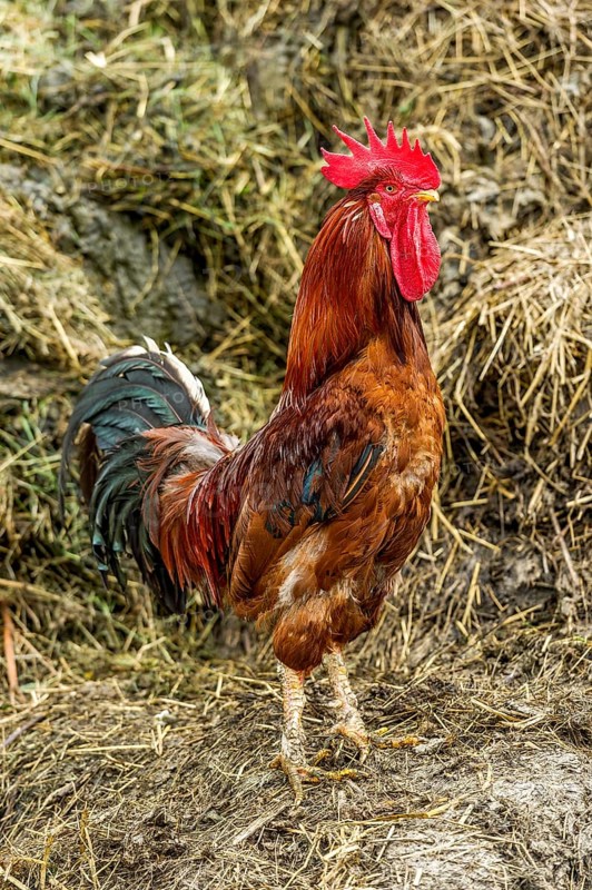 Chicken (Gallus gallus domesticus)