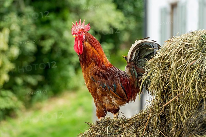 Chicken (Gallus gallus domesticus)