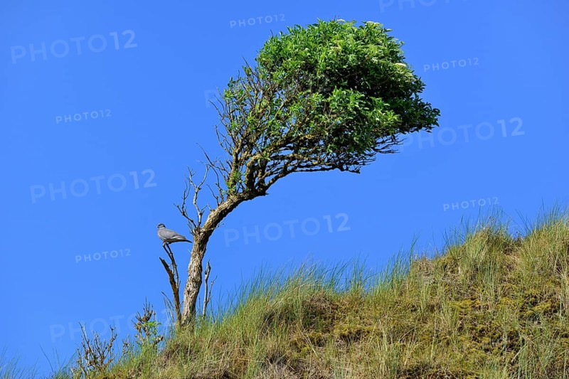 Elderberry (Sambucus nigra)