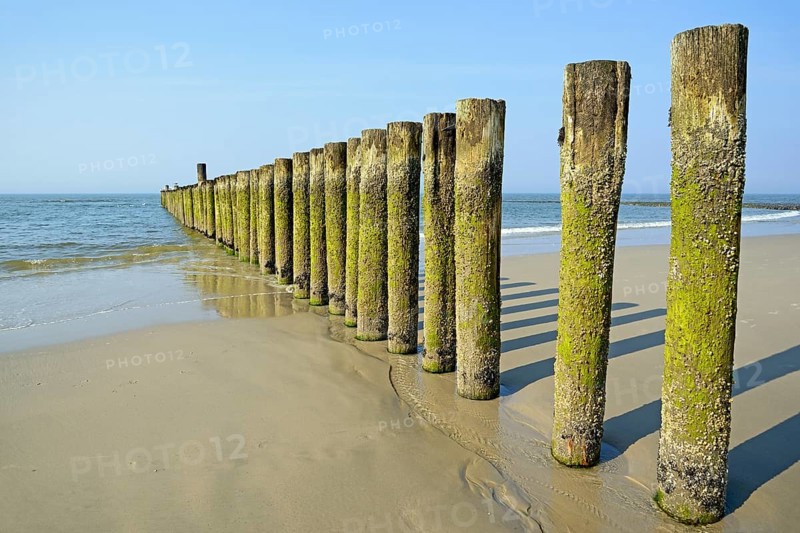 Groynes with algae and Barnacles (Balanidae) at low tide