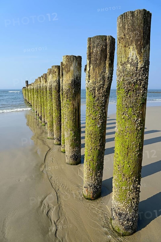 Groynes with algae and Barnacles (Balanidae) at low tide