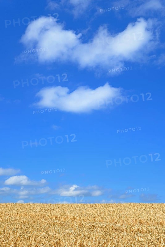 Barley field (Hordeum vulgare) in front of blue sky with cumulus clouds (Cumulus)