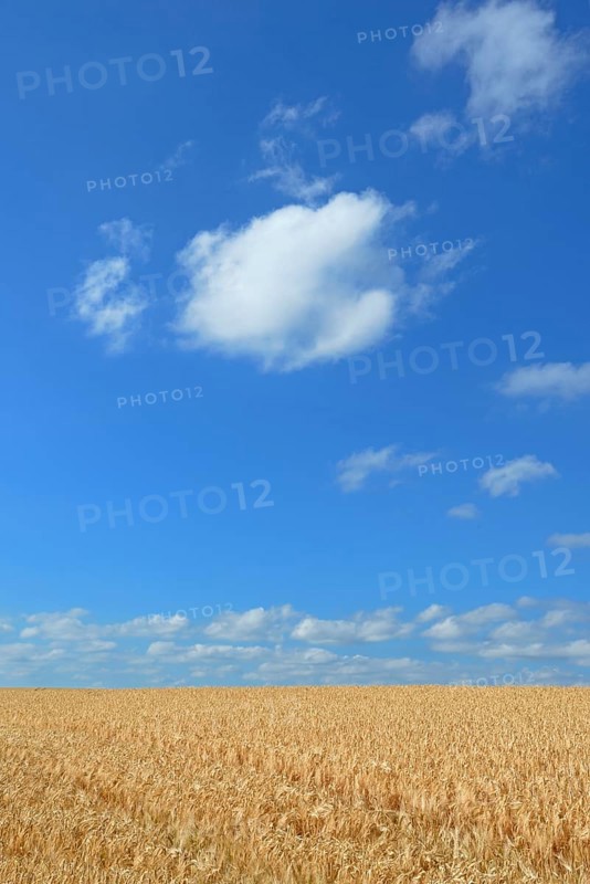 Barley field (Hordeum vulgare) in front of blue sky with cumulus clouds (Cumulus)