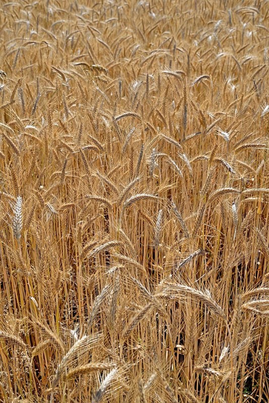 Triticale cereals