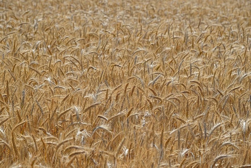 Triticale cereals