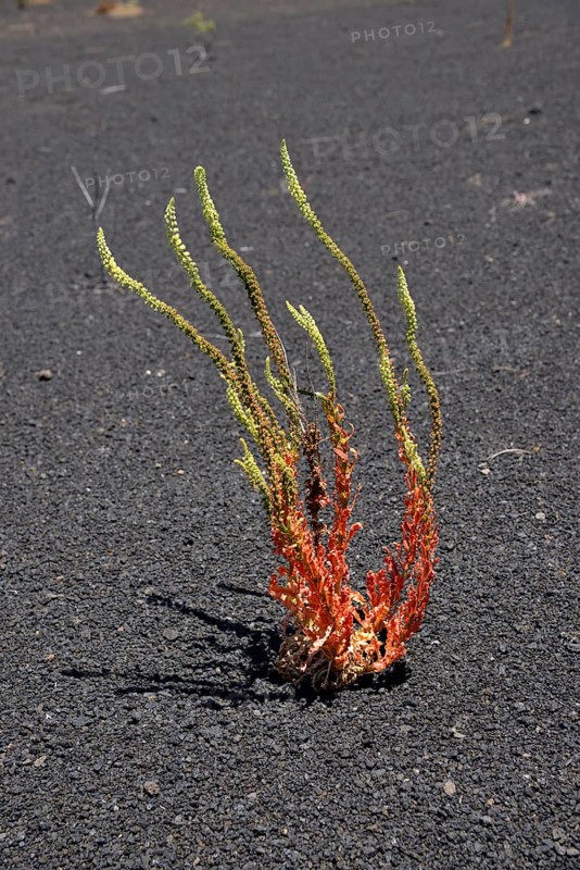 Dyer's rocket (Reseda luteola) in volcanic rock