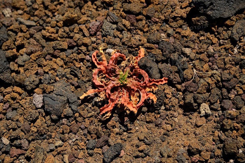 Rosette of leaves of dyer's rocket (Reseda luteola) in volcanic rock