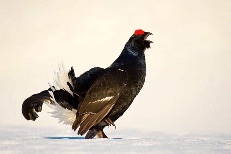 Black Grouse (Lyrurus tetrix) in snow
