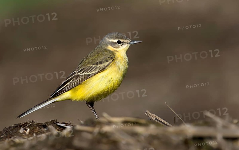 Western yellow wagtail (Motacilla flava flava)