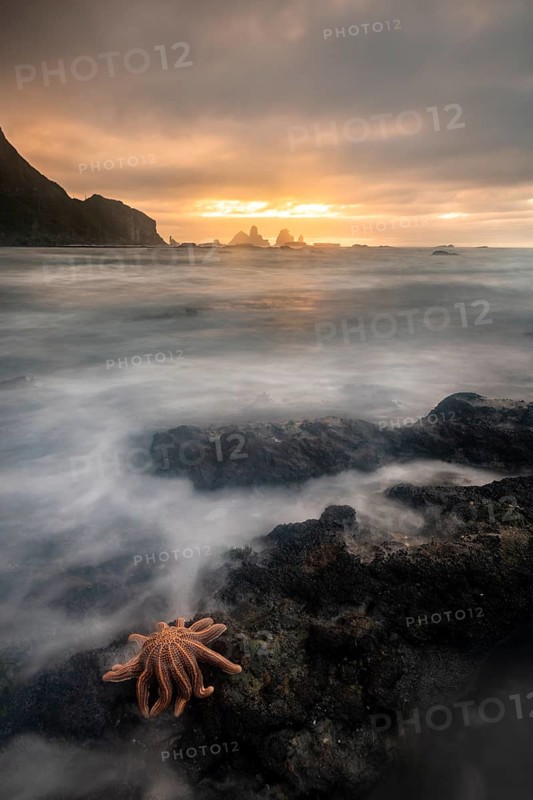 Reef starfish (Stichaster australis) on rocky coast