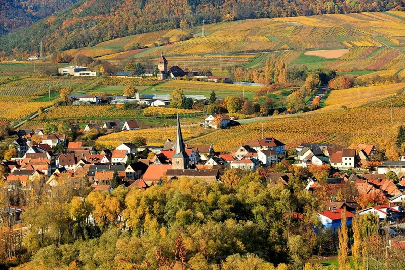 Vineyards in autumn
