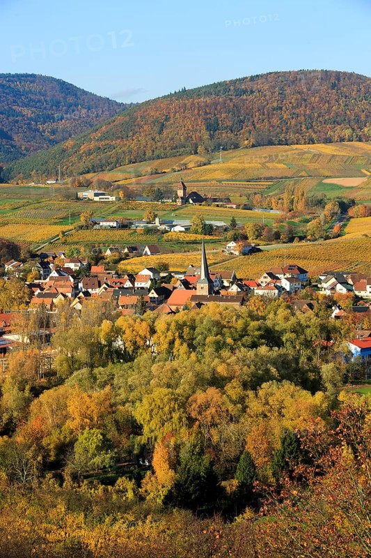 Vineyards in autumn