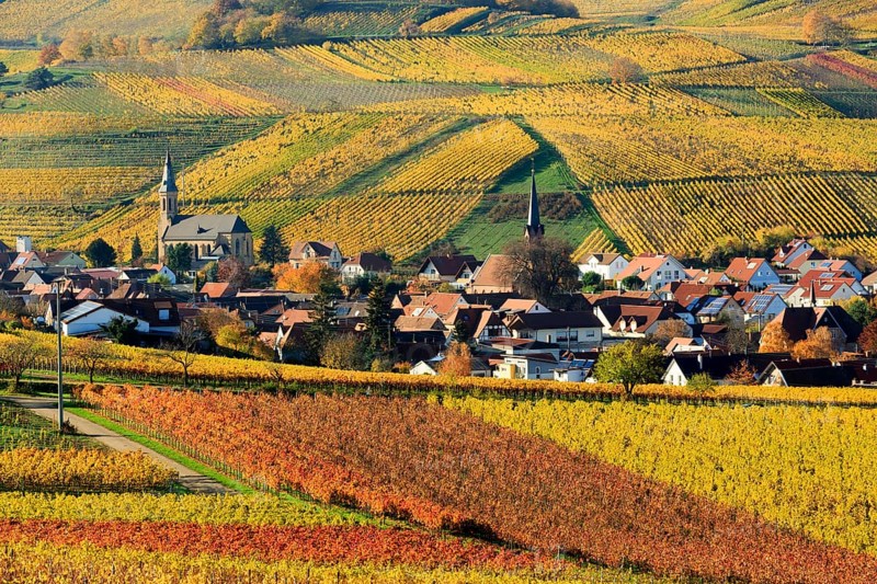 Vineyards in autumn