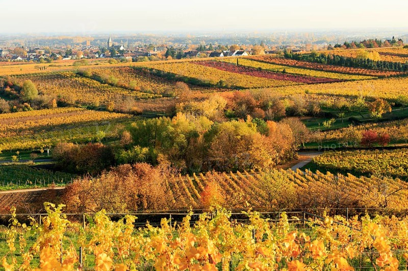 Vineyards in autumn