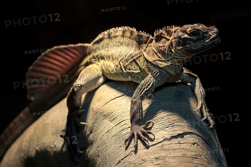 Philippine sailfin lizard (Hydrosaurus pustulatus)