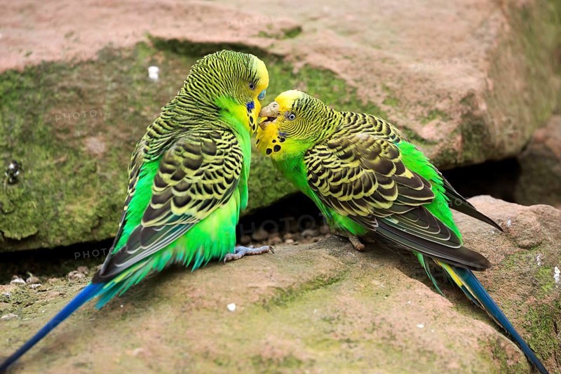 Budgerigars (Melopsittacus undulatus) billing