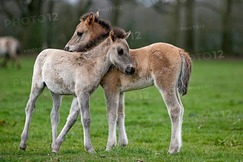 Dulmen pony