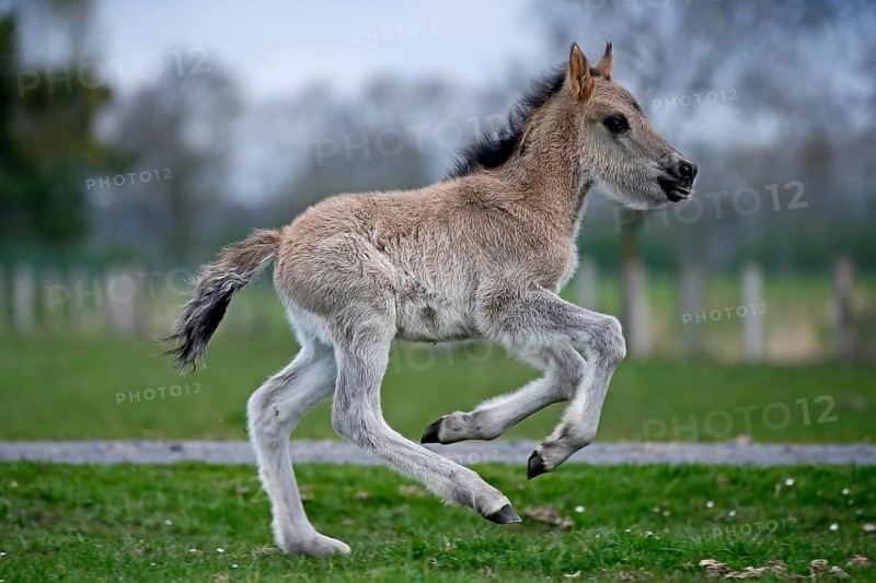 Dulmen pony