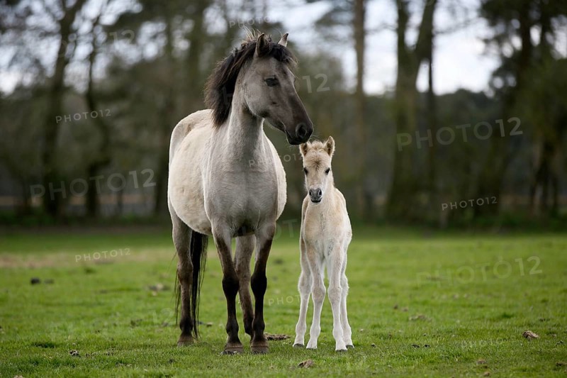 Dulmen pony