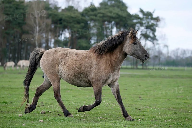 Dulmen pony